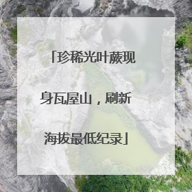 珍稀光叶蕨现身瓦屋山，刷新海拔最低纪录