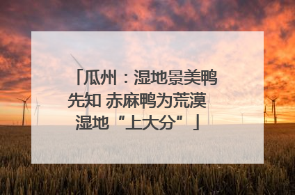 瓜州：湿地景美鸭先知 赤麻鸭为荒漠湿地“上大分”