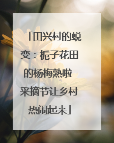 田兴村的蜕变：栀子花田的杨梅熟啦 采摘节让乡村热闹起来