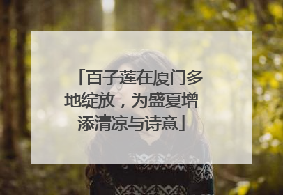 百子莲在厦门多地绽放，为盛夏增添清凉与诗意