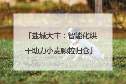 盐城大丰：智能化烘干助力小麦颗粒归仓