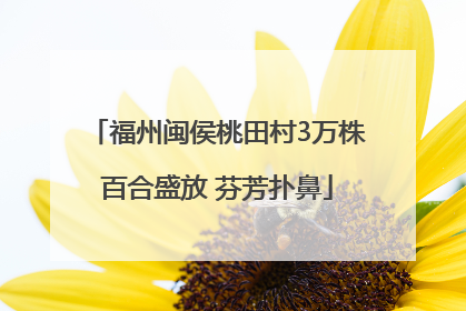 福州闽侯桃田村3万株百合盛放 芬芳扑鼻