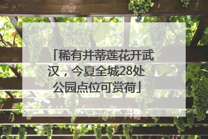 稀有并蒂莲花开武汉，今夏全城28处公园点位可赏荷