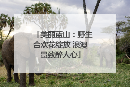 美丽蓝山：野生合欢花绽放 浪漫景致醉人心