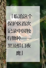 临沧这个保护区首次记录中国独有物种——黑顶蛙口夜鹰