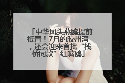 中华凤头燕鸥提前抵青！7月的胶州湾，还会迎来首批“栈桥同款”红嘴鸥