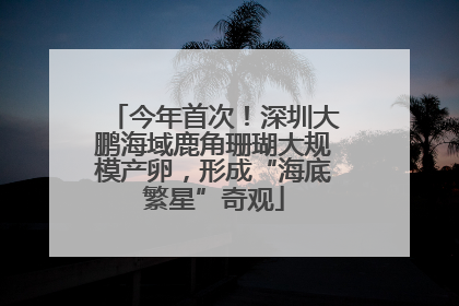 今年首次！深圳大鹏海域鹿角珊瑚大规模产卵，形成“海底繁星”奇观