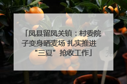 凤县留凤关镇：村委院子变身晒麦场 扎实推进“三夏”抢收工作