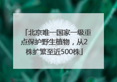 北京唯一国家一级重点保护野生植物，从2株扩繁至近500株