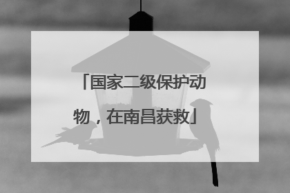 国家二级保护动物，在南昌获救