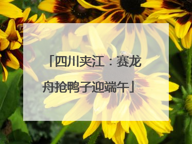 四川夹江：赛龙舟抢鸭子迎端午