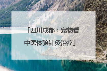 四川成都：宠物看中医体验针灸治疗