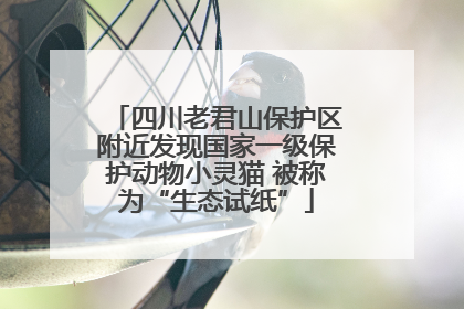 四川老君山保护区附近发现国家一级保护动物小灵猫 被称为“生态试纸”