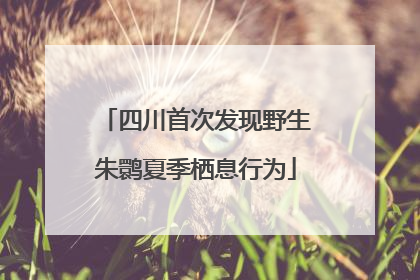 四川首次发现野生朱鹮夏季栖息行为