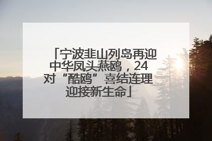 宁波韭山列岛再迎中华凤头燕鸥，24对“酷鸥”喜结连理迎接新生命