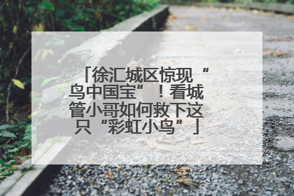 徐汇城区惊现“鸟中国宝”！看城管小哥如何救下这只“彩虹小鸟”
