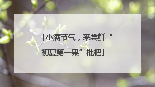 小满节气，来尝鲜“初夏第一果”枇杷