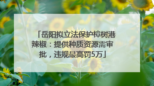 岳阳拟立法保护樟树港辣椒：提供种质资源需审批，违规最高罚5万