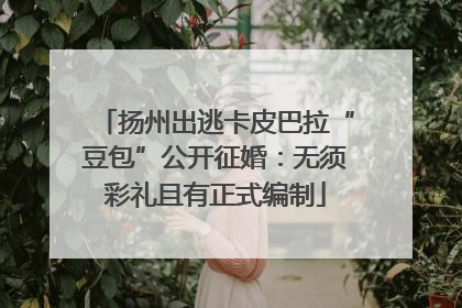 扬州出逃卡皮巴拉“豆包”公开征婚：无须彩礼且有正式编制