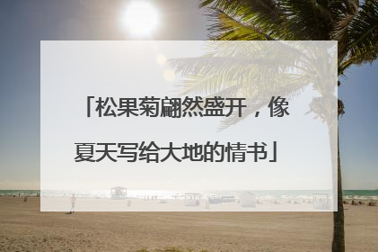 松果菊翩然盛开，像夏天写给大地的情书