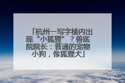 杭州一写字楼内出现“小狐狸”？兽医院院长：普通的宠物小狗，像狐狸犬