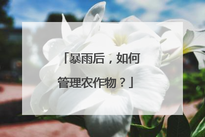暴雨后，如何管理农作物？