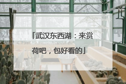 武汉东西湖：来赏荷吧，包好看的