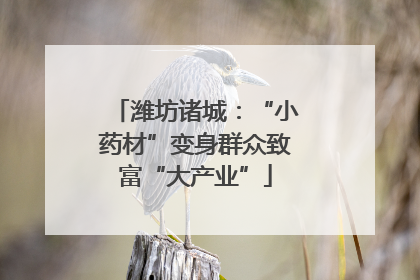 潍坊诸城：“小药材”变身群众致富“大产业”