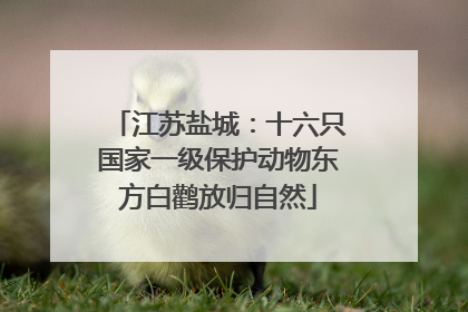 江苏盐城：十六只国家一级保护动物东方白鹳放归自然