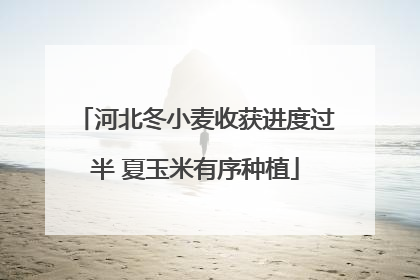 河北冬小麦收获进度过半 夏玉米有序种植