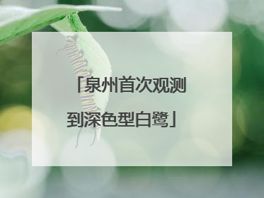 泉州首次观测到深色型白鹭