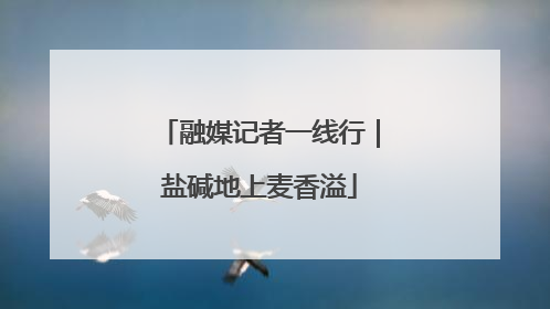 融媒记者一线行｜盐碱地上麦香溢