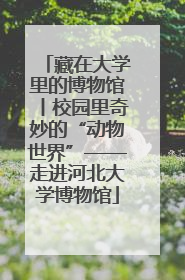 藏在大学里的博物馆丨校园里奇妙的“动物世界”——走进河北大学博物馆