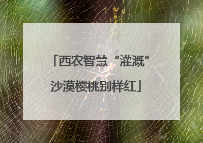 西农智慧“灌溉” 沙漠樱桃别样红