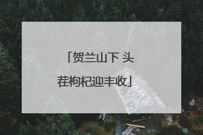 贺兰山下 头茬枸杞迎丰收