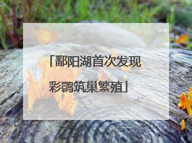 鄱阳湖首次发现彩鹮筑巢繁殖