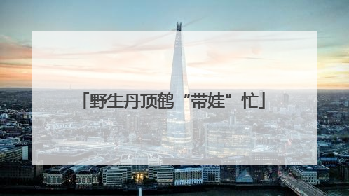 野生丹顶鹤“带娃”忙
