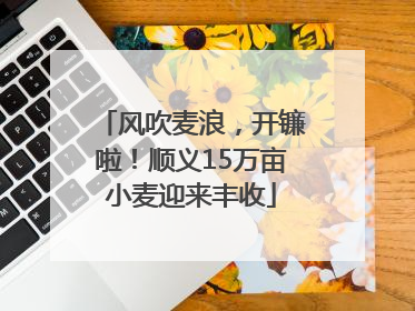 风吹麦浪，开镰啦！顺义15万亩小麦迎来丰收