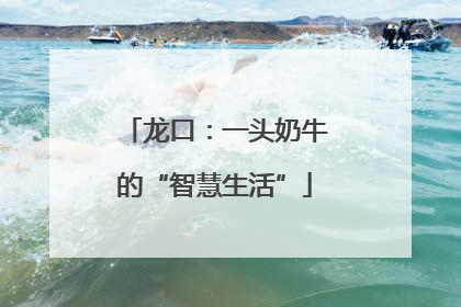 龙口：一头奶牛的“智慧生活”
