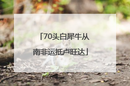 70头白犀牛从南非运抵卢旺达